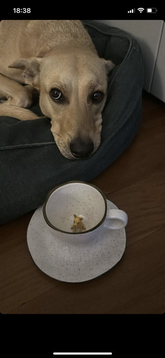 Avaliação de Luiza Granzotto