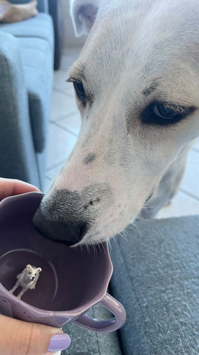 Avaliação de Lilian Cescon